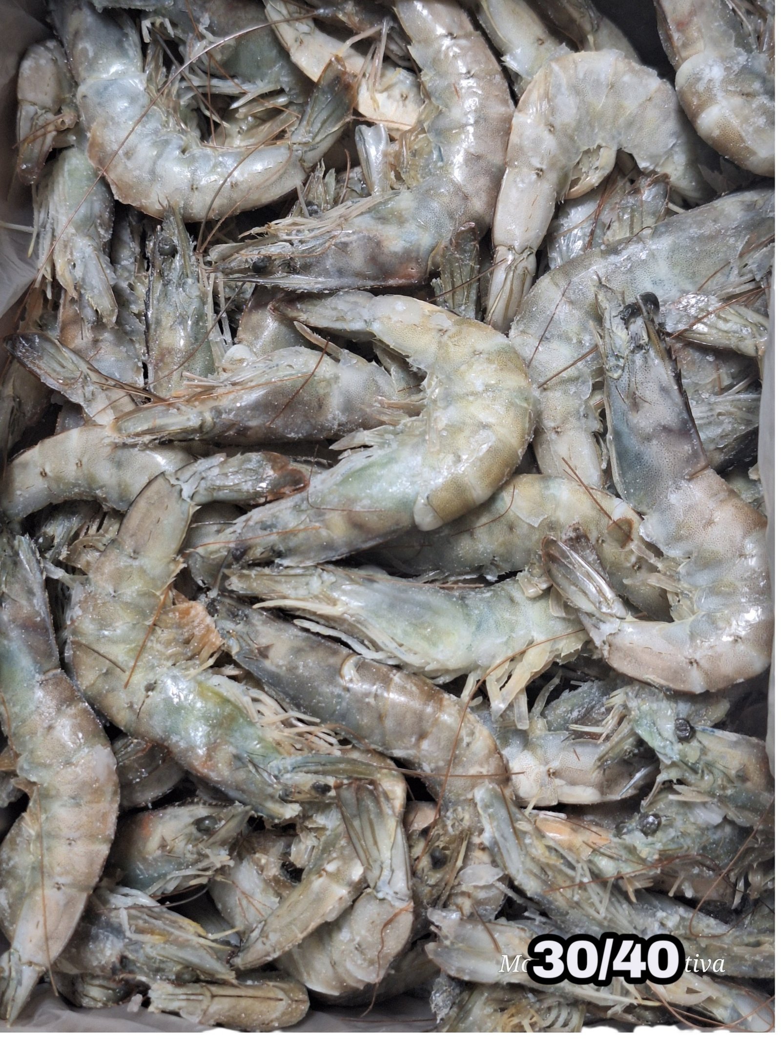 LANGOSTINO CRUDO PNG 30/40 IQF 4KG